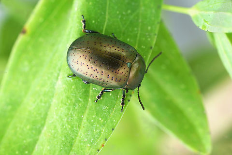 Chrysolina hyperici (Forster, 1771) 6.5 mm Chrysomelidae Chrysolina hyperici,France,Geotagged,Spring,St Johns Wort Beetle
