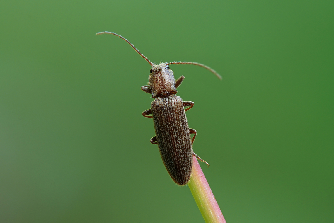 Athous villiger Mulsant Guillebeau, 1855 12 mm long Elateridae Athous villiger,France,Geotagged,Spring