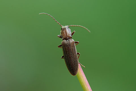 Athous villiger Mulsant Guillebeau, 1855 12 mm long Elateridae Athous villiger,France,Geotagged,Spring
