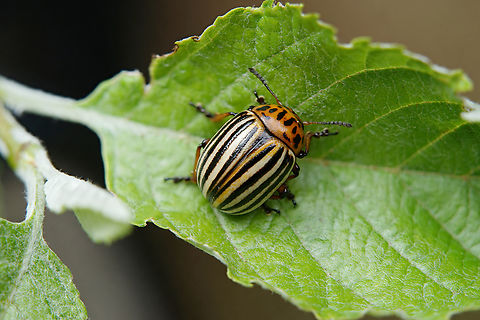 Leptinotarsa decemlineata (Say, 1824) 9 mm long Chrysomelidae, found on Salix caprea far away from agricultural areas Colorado potato beetle,France,Geotagged,Leptinotarsa decemlineata,Spring