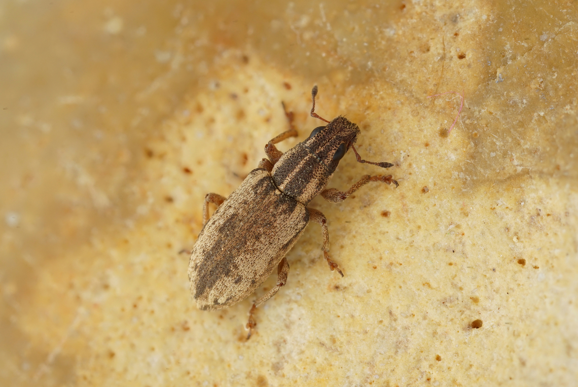 Sitona discoideus Gyllenhal, 1834 4.3 mm long Entiminae France,Geotagged,Sitona discoideus,Spring