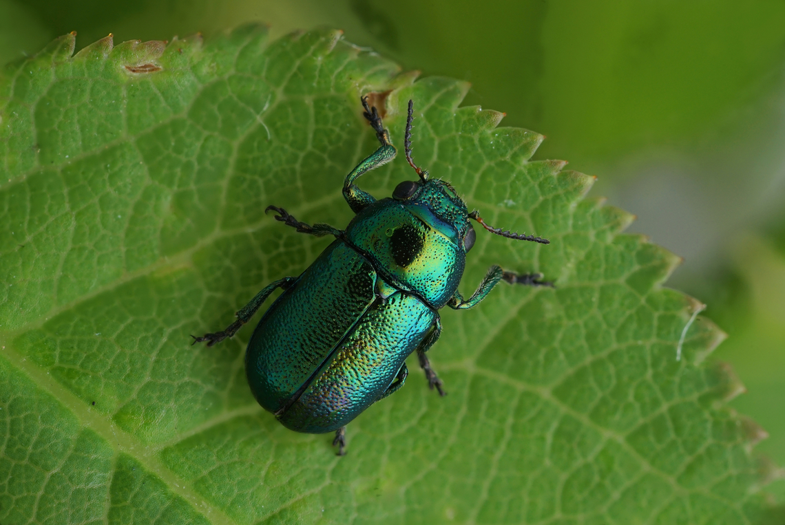 Smaragdina concolor (Fabricius, 1792) 4.5 mm long Chrysomelidae France,Geotagged,Smaragdina concolor,Spring