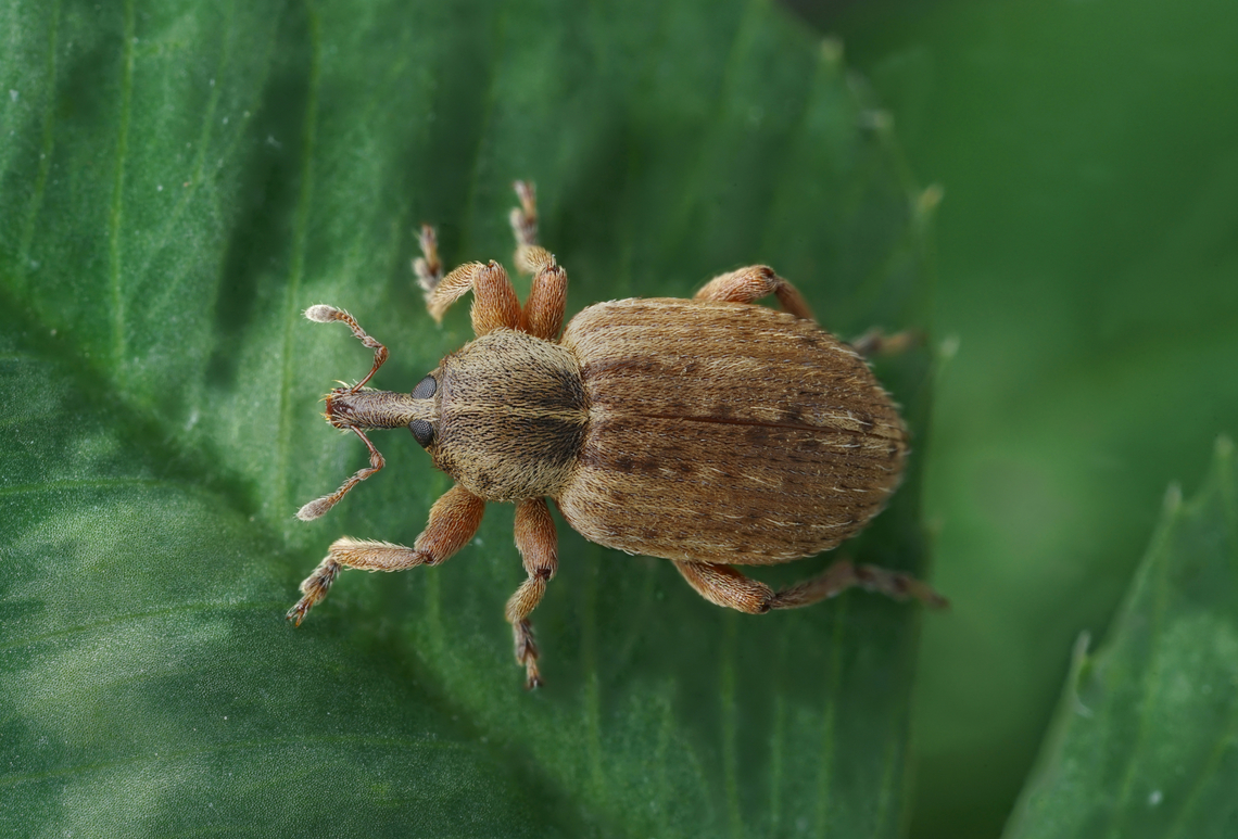 Hypera postica (Gyllenhal, 1813) 4.8 mm long Curculionidae Alfalfa weevil,France,Geotagged,Hypera postica,Spring