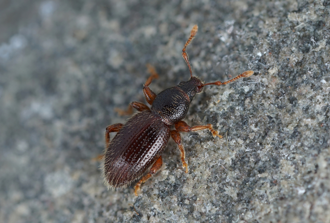 Exomias pellucidus (Boheman, 1834) 3.7 mm long Entiminae Barypeithes pellucidus,France,Geotagged,Hairy Spider Weevil,Spring