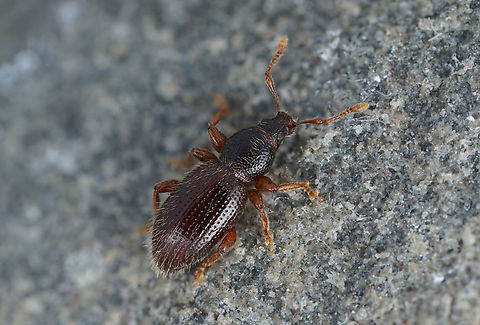 Exomias pellucidus (Boheman, 1834) 3.7 mm long Entiminae Barypeithes pellucidus,France,Geotagged,Hairy Spider Weevil,Spring