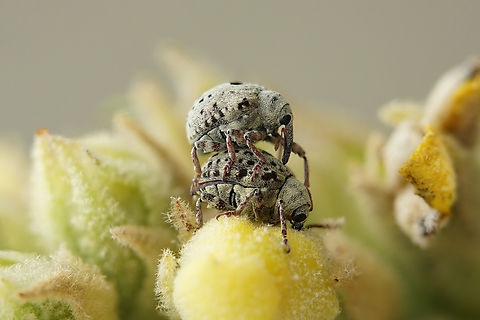 Cionus sp 4mm long Curculionidae, ID not possible with this photo.
Many of them on Verbascum, I've collected one for ID (later) France,Geotagged,Summer
