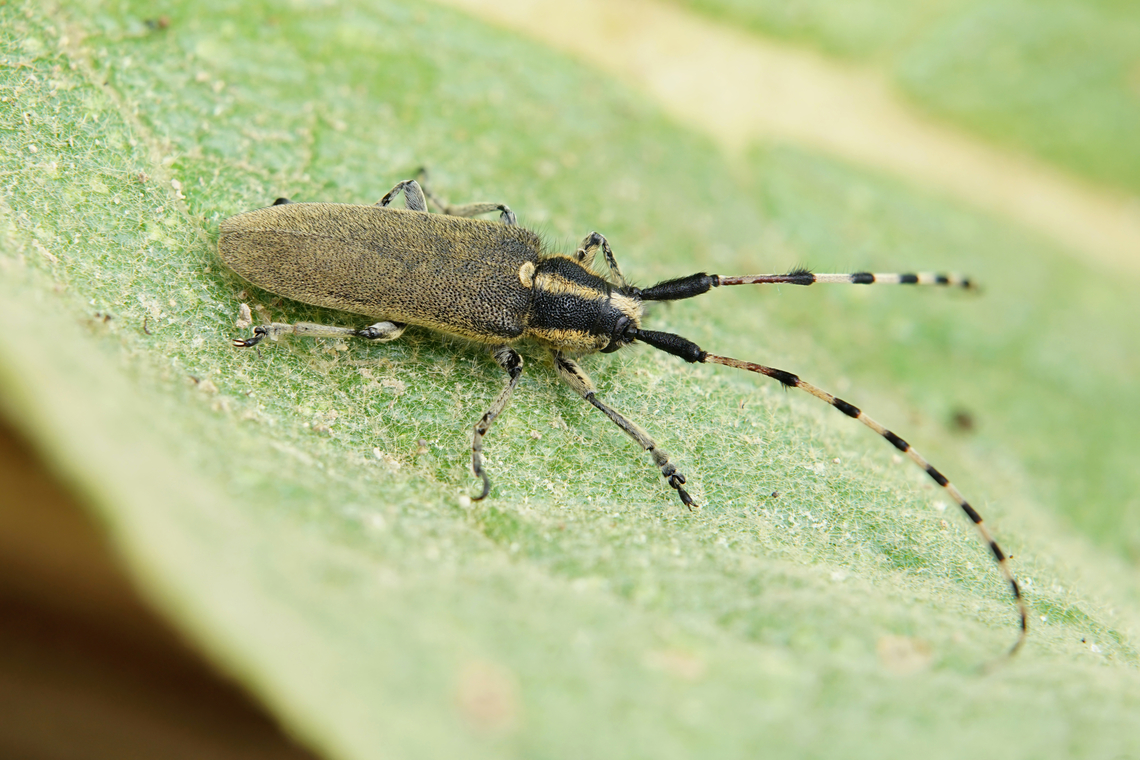 Agapanthia (Synthapsia) Kirbyi (Gyllenhal, 1817) 20 mm long Cerambycidae, on its host plant (Verbascum) Agapanthia Kirbyi,Agapanthia kirbyi,France,Geotagged,Summer