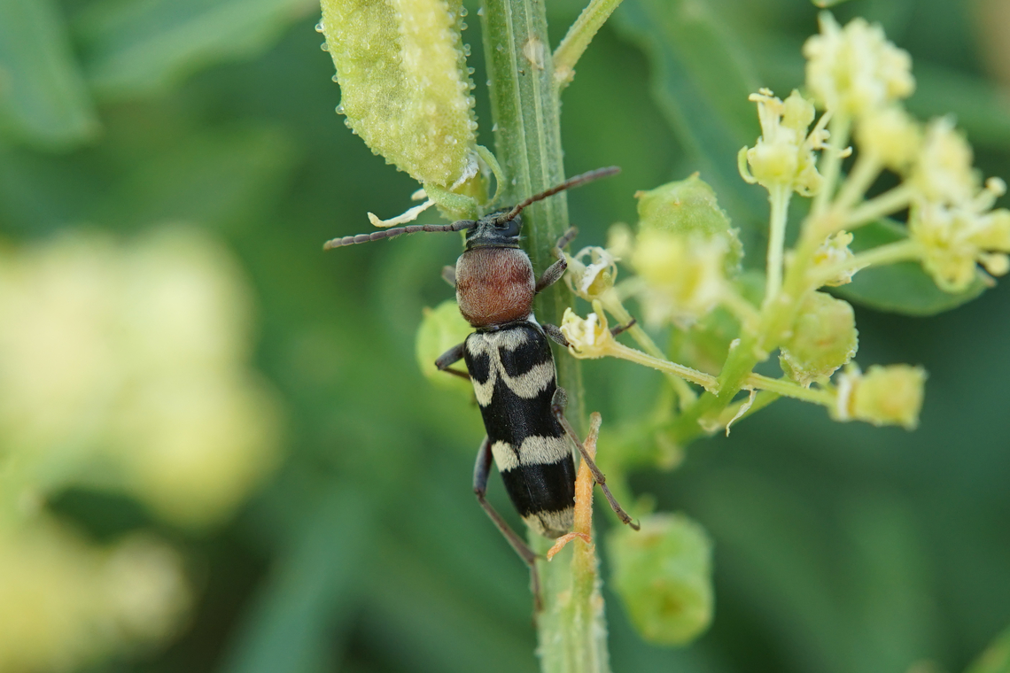Chlorophorus trifasciatus (Fabricius, 1781) 10 mm long Cerambycidae Chlorophorus trifasciatus,France,Geotagged,Summer
