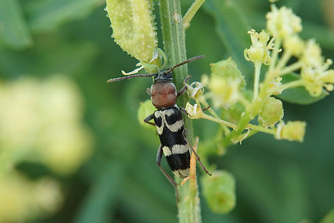 Chlorophorus trifasciatus (Fabricius, 1781) 10 mm long Cerambycidae Chlorophorus trifasciatus,France,Geotagged,Summer