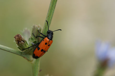 Mylabris (Mylabris) quadripunctata (Linnaeus, 1767) 17 mm long Meloidae France,Geotagged,Mylabris quadripunctata,Summer