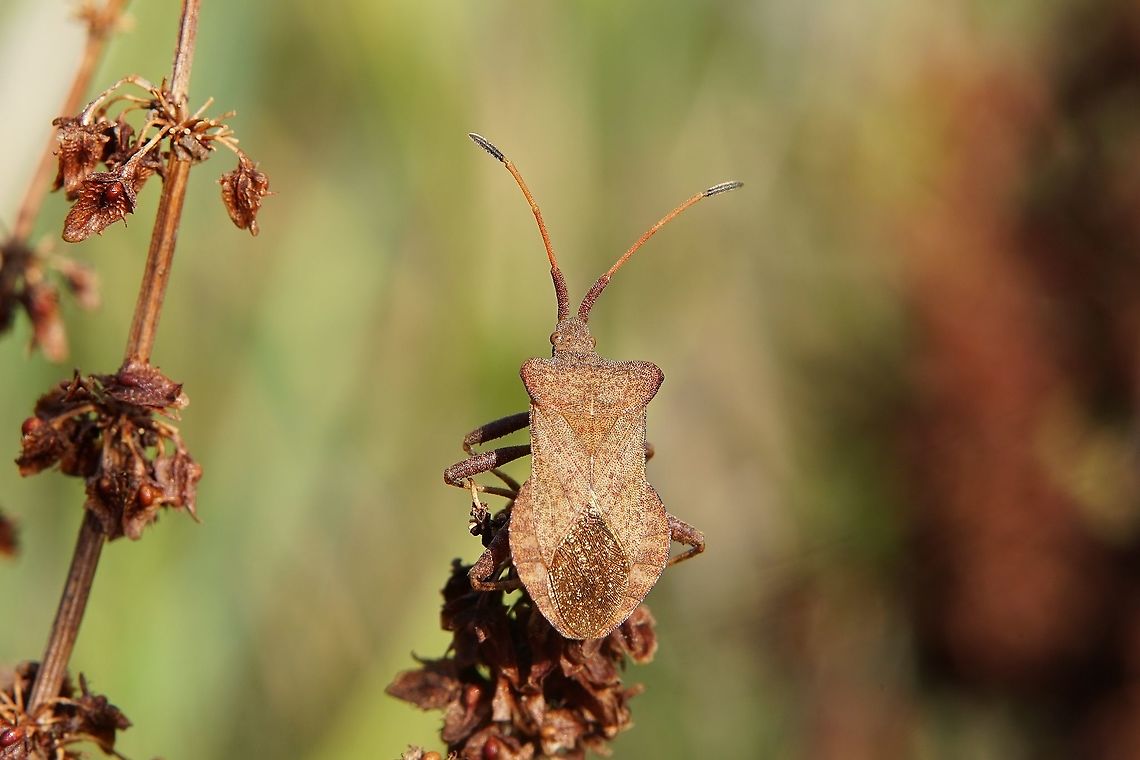Coreus marginatus (Linnaeus, 1758) 12mm long, on dried Rumex flower<br />
France, Pollionnay Coreidae,Coreini,Coreus marginatus,Dock bug,France,Geotagged,Summer,heteroptera