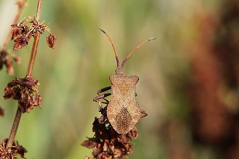 Coreus marginatus (Linnaeus, 1758) 12mm long, on dried Rumex flower
France, Pollionnay Coreidae,Coreini,Coreus marginatus,Dock bug,France,Geotagged,Summer,heteroptera