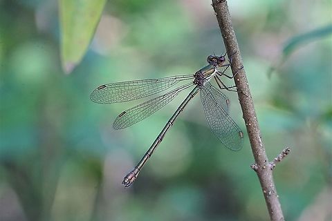 Chalcolestes viridis (Vander Linden, 1825) France, Parc de Miribel Jonage Chalcolestes viridis,France,Geotagged,Lestidae,Summer,Willow Emerald Damselfly