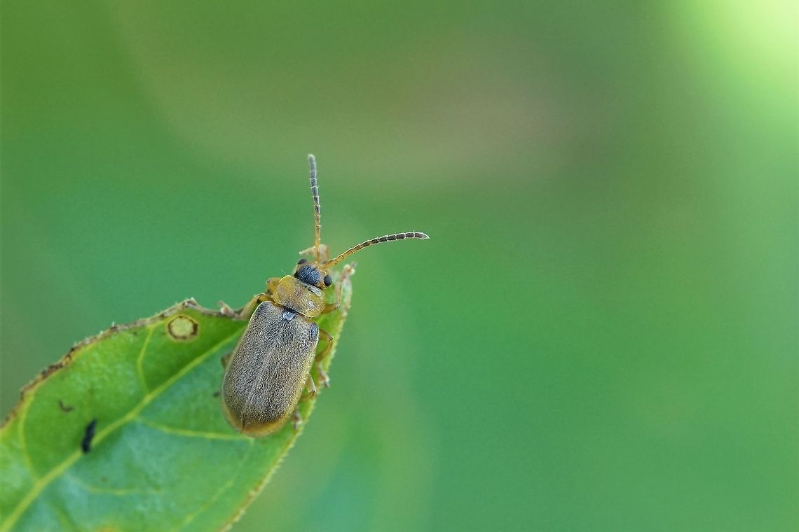 Galerucella (Neogalerucella) pusilla (Duftschmid, 1825) 4mm long, on Lythrum salicaria<br />
France, Parc de Miribel Jonage Chrysomelidae,France,Galerucinae,Geotagged,Neogalerucella pusilla,Summer