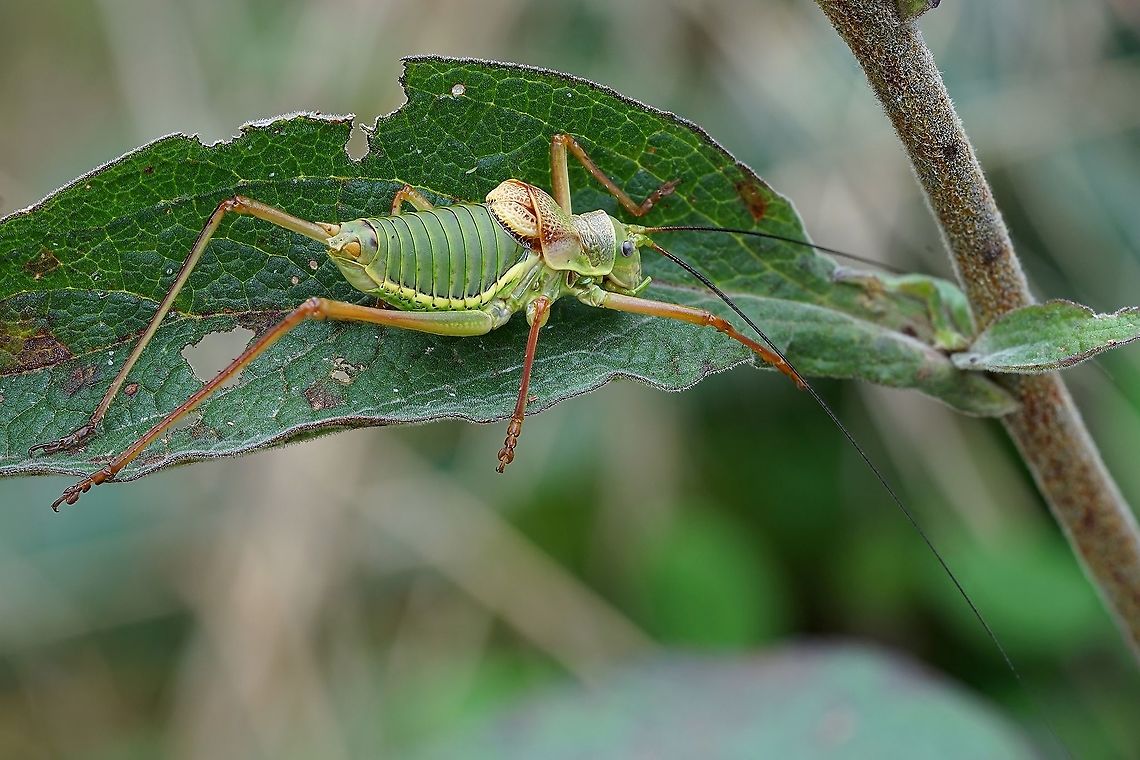 Ephippiger diurnus diurnus Dufour,1841 27mm long<br />
France, Pollionnay Bradyporidae,Ephippiger diurnus,France,Geotagged,Summer