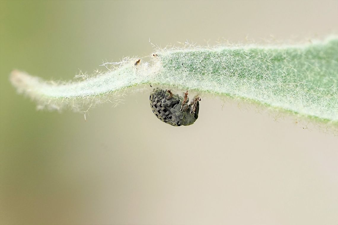 Cionus sp. 3.5 mm long, on Verbascum<br />
France, Parc de Miribel Jonage Anthonomini,Cionus,Curculionidae,France,Geotagged,Summer,weevil