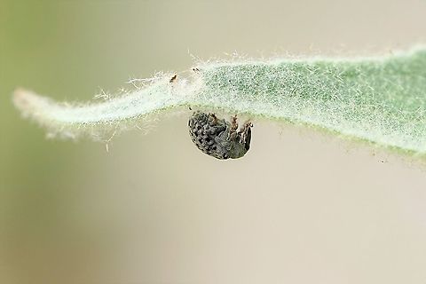 Cionus sp. 3.5 mm long, on Verbascum
France, Parc de Miribel Jonage Anthonomini,Cionus,Curculionidae,France,Geotagged,Summer,weevil