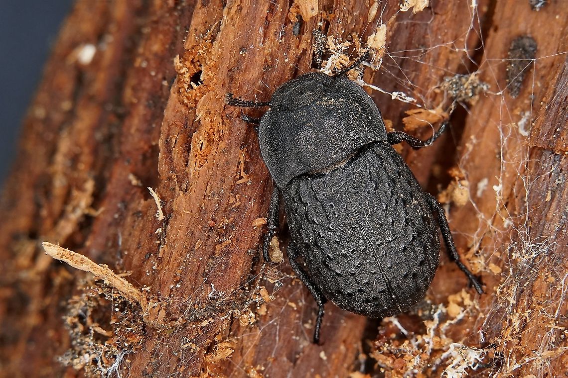 Opatrum sablosum (Linnaeus,1758) 9mm long<br />
France, Pyr&eacute;n&eacute;es orientales France,Geotagged,Opatrum sabulosum,Summer,Tenebrionidae