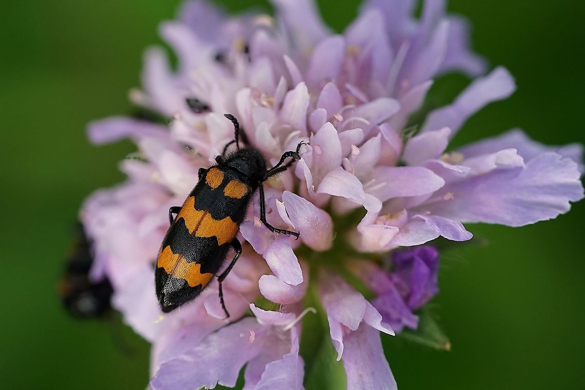 Mylabris variabilis (Pallas,1781) 18mm long, on Scabiosa flower<br />
France, Parc de Miribel Jonage France,Geotagged,Meloidae,Mylabris variabilis,Spring