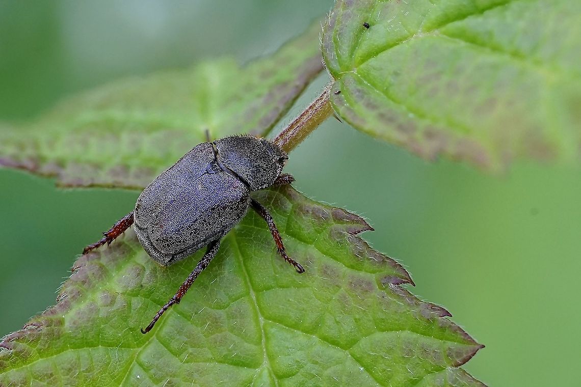Hoplia philanthus philantus (Fuessly,1775) 10mm long, on Rubus leaf<br />
France, Parc de Miribel Jonage France,Geotagged,Hoplia philanthus,Melolonthidae,Scarabaeidae,Spring,Welsh Chafer,hopliini