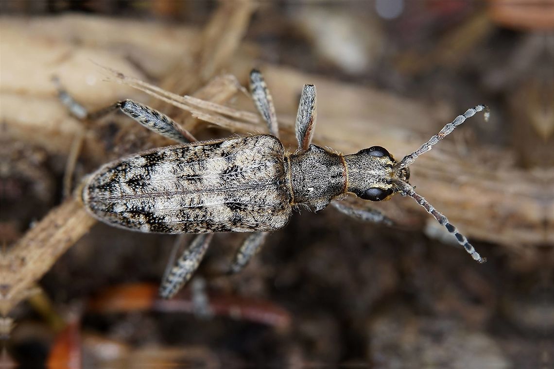 Rhagium inquisitor (Linnaeus, 1758) 14mm long, hidden under Pinaceae bark<br />
France, Massif du Pilat Fall,France,Geotagged,Rhagium inquisitor,Ribbed pine borer,cerambycidae