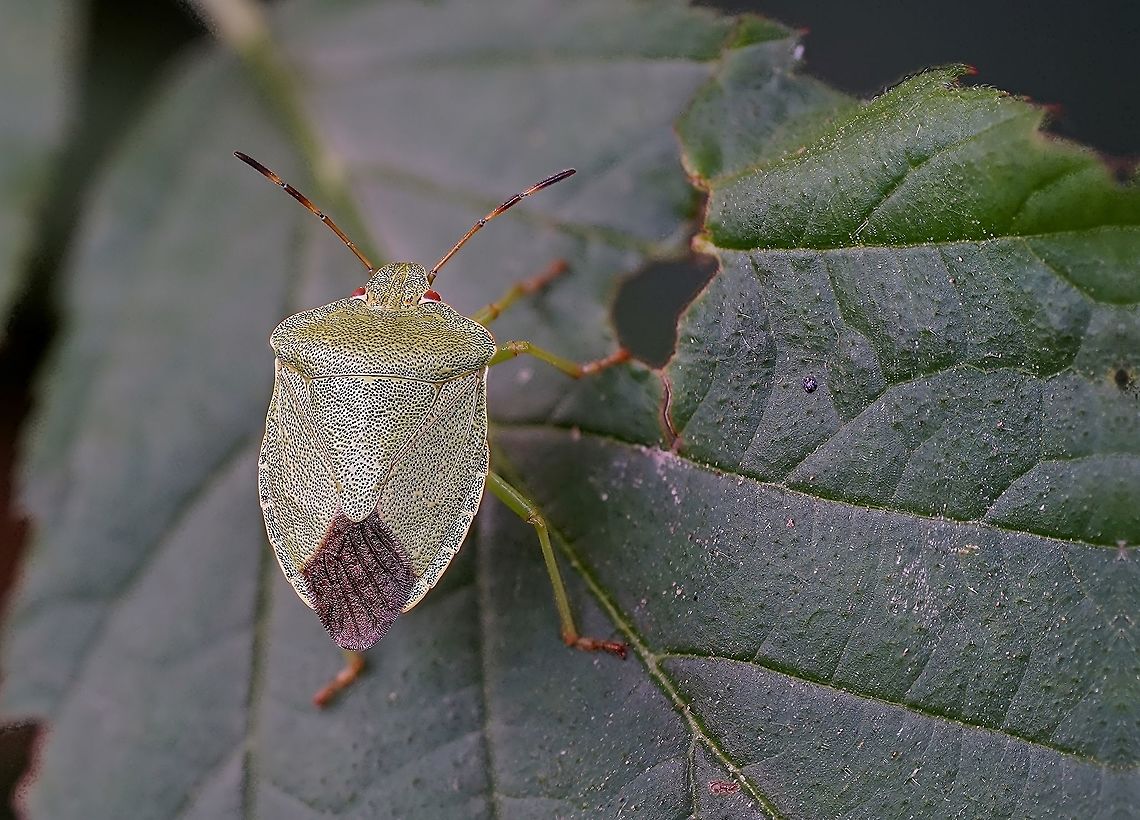 Palomena prasina (Linnaeus, 1760) 12mm long, on Rubus leaf<br />
France, Parc de Miribel Jonage France,Geotagged,Green shield bug,Palomena prasina,Pentatomidae,Summer,heteroptera