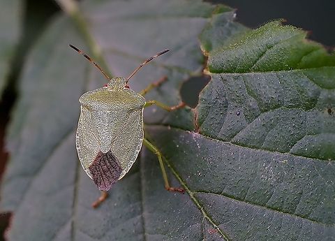 Palomena prasina (Linnaeus, 1760) 12mm long, on Rubus leaf
France, Parc de Miribel Jonage France,Geotagged,Green shield bug,Palomena prasina,Pentatomidae,Summer,heteroptera