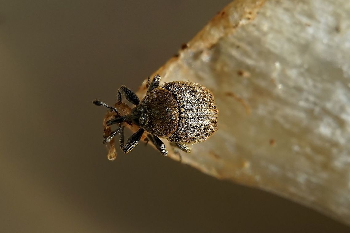 Rhinusa neta (Germar, 1821) 3mm long, on drying mushroom slice<br />
France, La chaulme Curculionidae,Curculionini,Fall,France,Geotagged,Rhinusa neta,Weevil