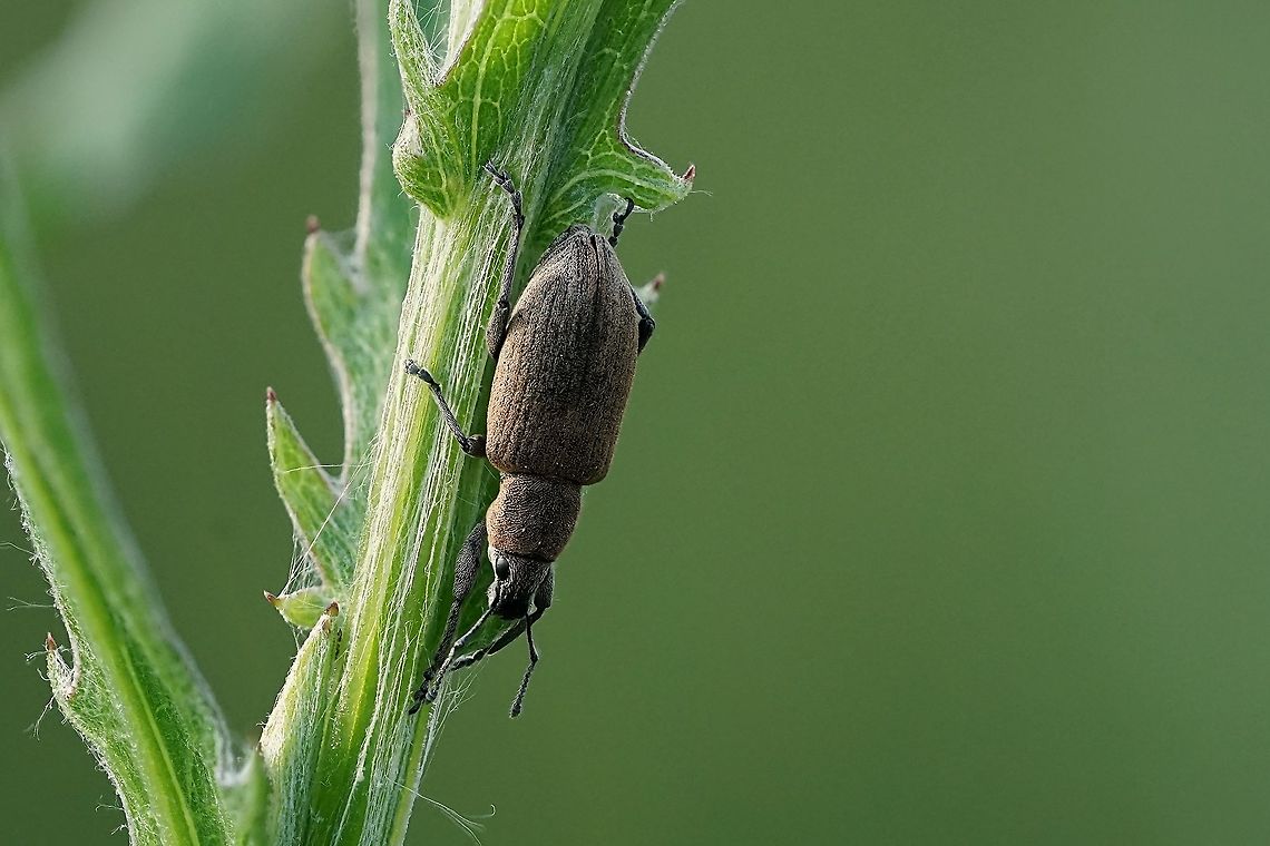 Tanymecus palliatus (Fabricius, 1787) 12mm long, on Centaurea sp.<br />
France, Parc de Miribel Jonage France,Geotagged,Spring,Tanymecus palliatus,weevil