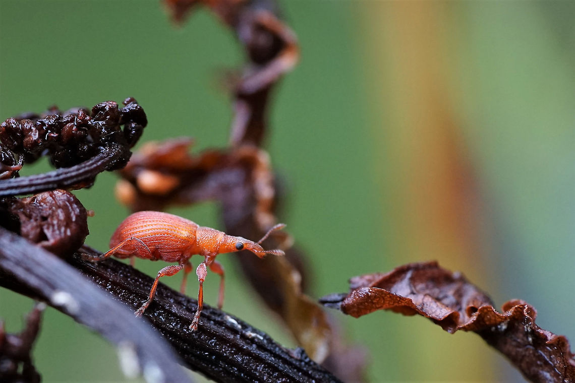 Apion frumentarium (Linnaeus, 1758) 3.5mm long, on Rumex sp. Apion frumentarium,France,Geotagged,Summer