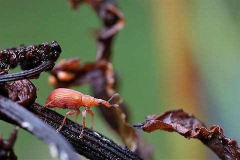 Apion frumentarium (Linnaeus, 1758) 3.5mm long, on Rumex sp. Apion frumentarium,France,Geotagged,Summer