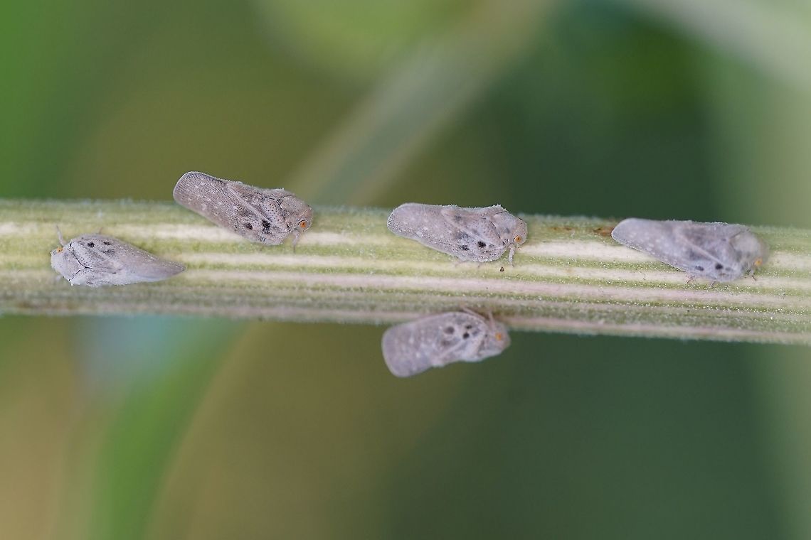 Metcalfa pruinosa (Say, 1830) 6mm long, on Arctium lappa Citrus Flatid Planthopper,France,Geotagged,Metcalfa pruinosa,Summer,homoptera