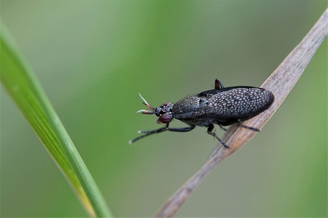 Coremacera marginata (Fabricius, 1775) 10mm long, fly like guinea fowl Coremacera marginata,Diptera,France,Geotagged,Summer,coremacera marginata