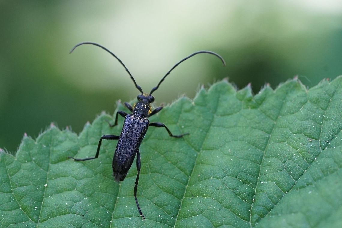 Anoplodera sexguttata var biguttata 12mm long, on Rubus leaf Anoplodera sexguttata,Coleoptera,France,Geotagged,Spring,cerambycidae