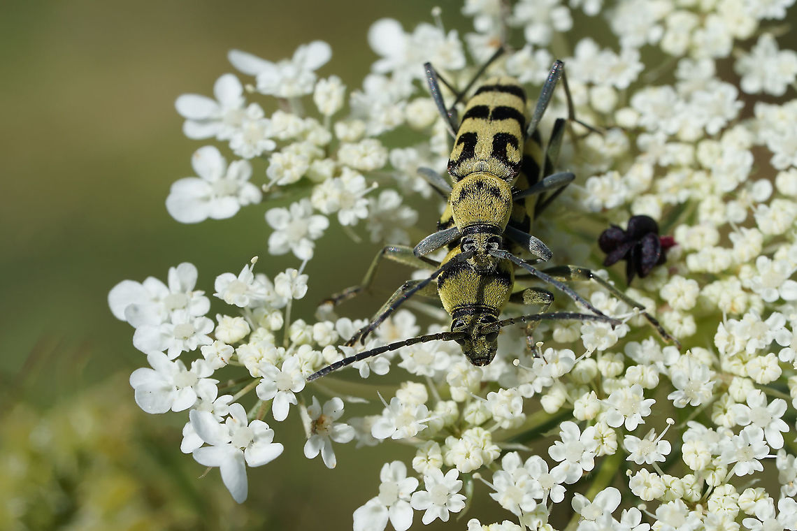Chlorophorus varius (Müller, 1766) 11mm long, on Daucus carota flower Chlorophorus varius,France,Geotagged,Grape Wood Borer,Summer,cerambycidae