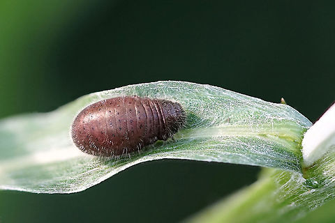 Chrysolina fuliginosa