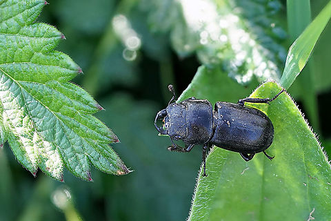 Dorcus parallelipipedus (Linnaeus, 1758) 27mm long, Male Dorcus parallelipipedus,France,Geotagged,Lesser stag beetle,Summer,lucanidae
