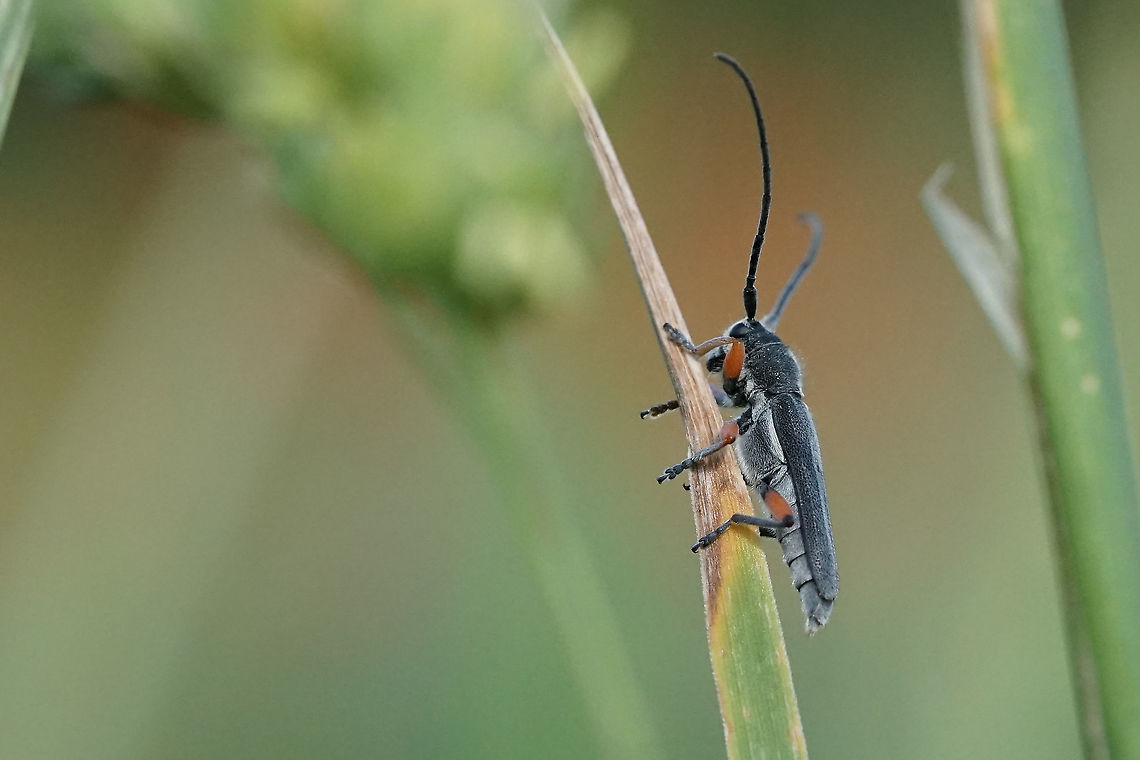Grey velvet Phytoecia icterica (Schaller, 1783)<br />
12mm long France,Geotagged,Phytoecia icterica,Spring,cerambycidae