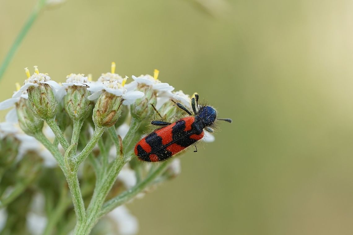 Trichodes alvearius (Fabricius, 1792) 14mm long, on Achilae sp. flower France,Geotagged,Meloidae,Summer,Trichodes alvearius