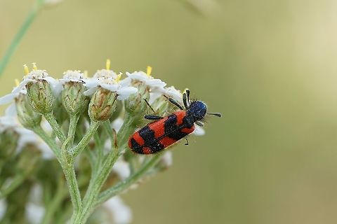 Trichodes alvearius (Fabricius, 1792) 14mm long, on Achilae sp. flower France,Geotagged,Meloidae,Summer,Trichodes alvearius