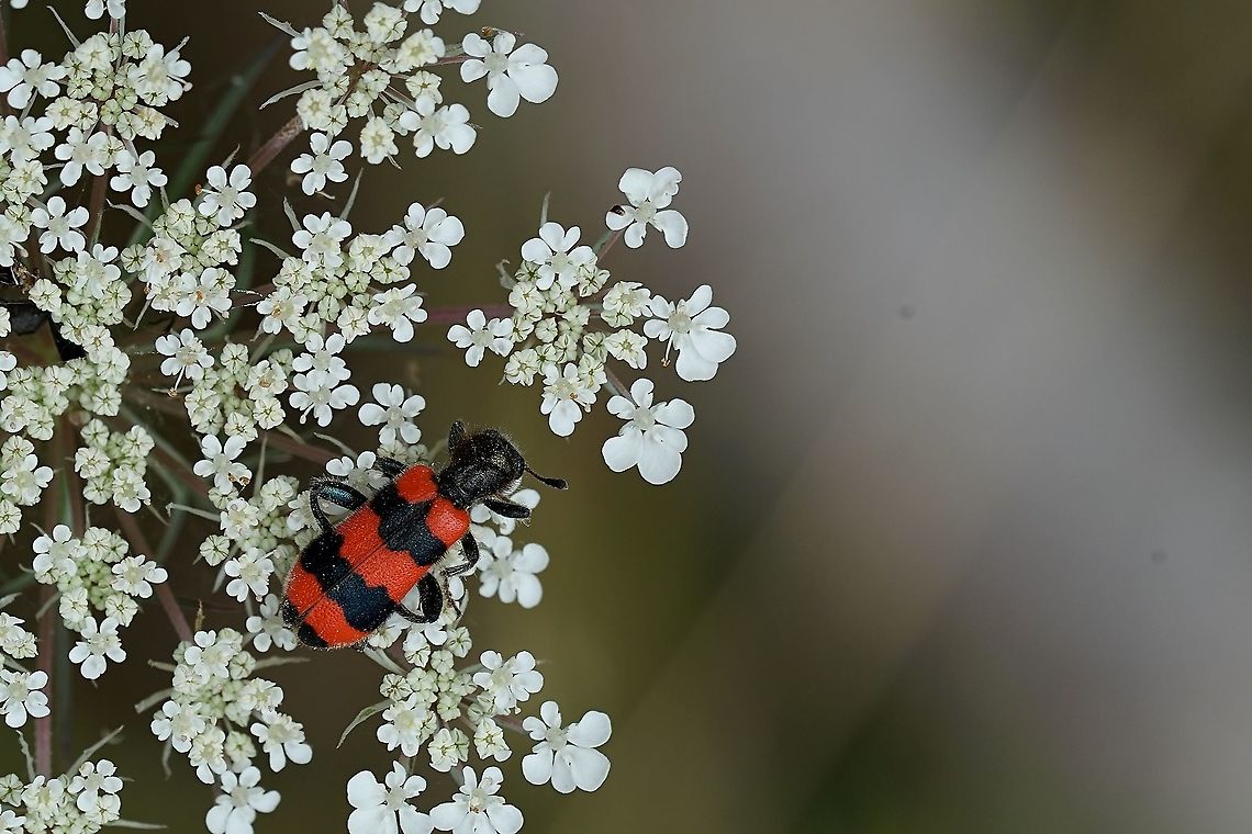 Trichodes apiarius (Linnaeus, 1758) 13mm long France,Geotagged,Meloidae,Summer,Trichodes apiarius