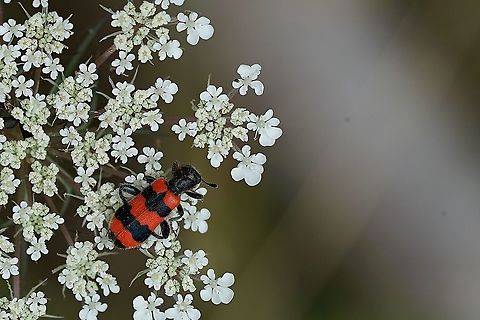 Trichodes apiarius (Linnaeus, 1758) 13mm long France,Geotagged,Meloidae,Summer,Trichodes apiarius