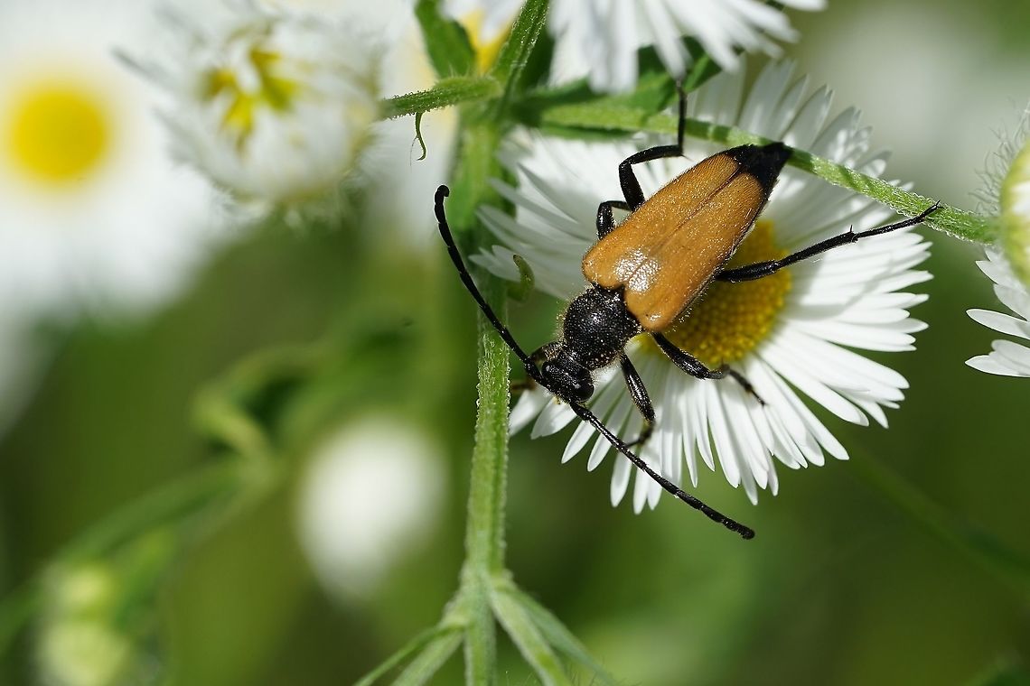 Stictoleptura fulva (De Geer, 1775) 17mm long, on Erigeron annuus flower France,Geotagged,Stictoleptura fulva,Summer,cerambycidae