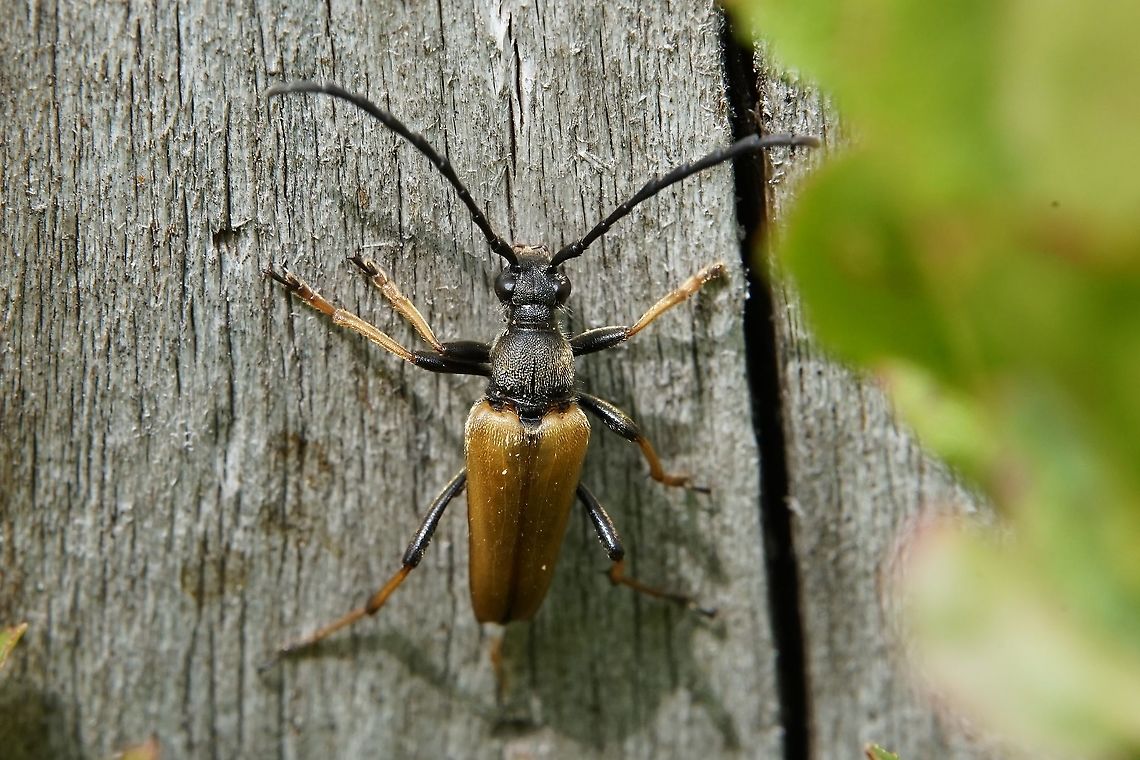 Stictoleptura rubra (Linnaeus,_1758) Male,<br />
17mm long, on fir tree stump France,Geotagged,Red-brown Longhorn Beetle,Stictoleptura rubra,Summer,cerambycidae