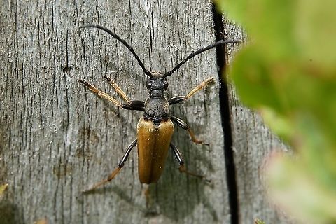 Stictoleptura rubra (Linnaeus,_1758) Male,
17mm long, on fir tree stump France,Geotagged,Red-brown Longhorn Beetle,Stictoleptura rubra,Summer,cerambycidae