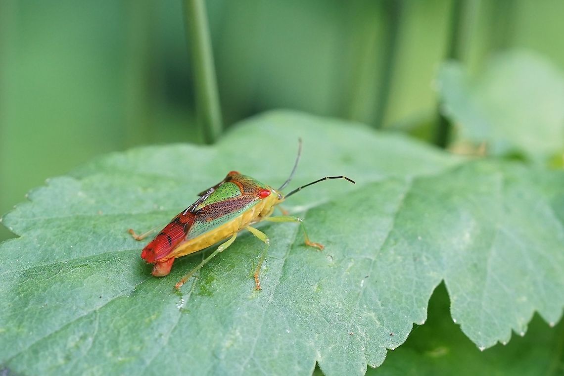 Acanthosoma haemorrhoidale haemorrhoidale (Linnaeus, 1758) 15mm long, colourful bug Acanthosoma haemorrhoidale,France,Geotagged,Hawthorn shield bug,Summer,heteroptera