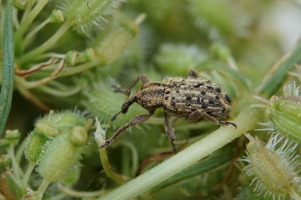 Hypera (Tigrinellus) pastinacae (Rossi, 1790) 3,5mm long, on Daucus carota flower (seeds) Curculionidae,France,Geotagged,Hypera pastinacae,Summer,weevils