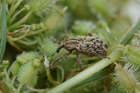Hypera (Tigrinellus) pastinacae (Rossi, 1790) 3,5mm long, on Daucus carota flower (seeds) Curculionidae,France,Geotagged,Hypera pastinacae,Summer,weevils