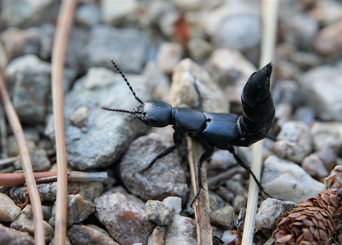 Ocypus sp 18mm long, may be Ocypus ophthalmicus?<br />
Disturbed, not happy! France,Geotagged,Staphylinidae,Summer