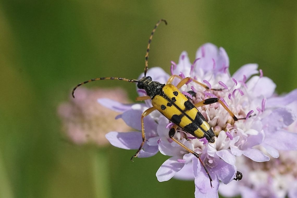 Rutpela maculata (Poda, 1761) 18mm long, on Knautia arvensis flower France,Geotagged,Rutpela maculata,Spotted Longhorn,Spring,cerambycidae